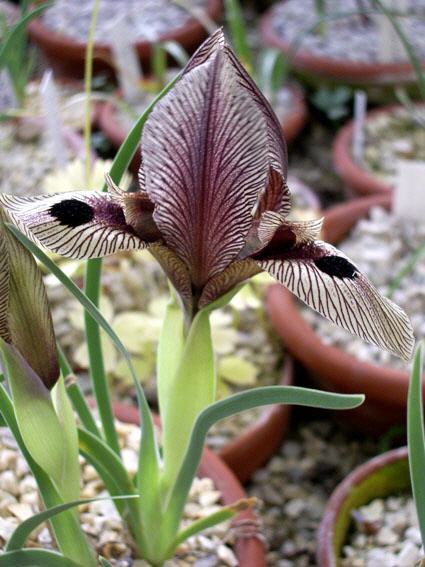 Iris sacutiloba ssp. lineolata
