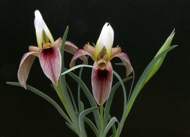 Iris afghanica Clon 2