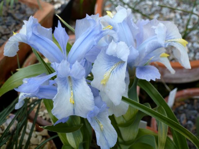 Iris nusariensis x aucheri