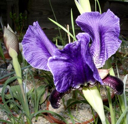 Irisa paradoxa ssp. paradoxa