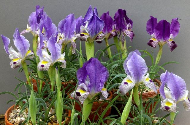 Iris schelkownikowii