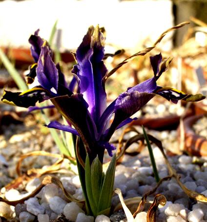 Iris stenophylla ssp. stenophylla