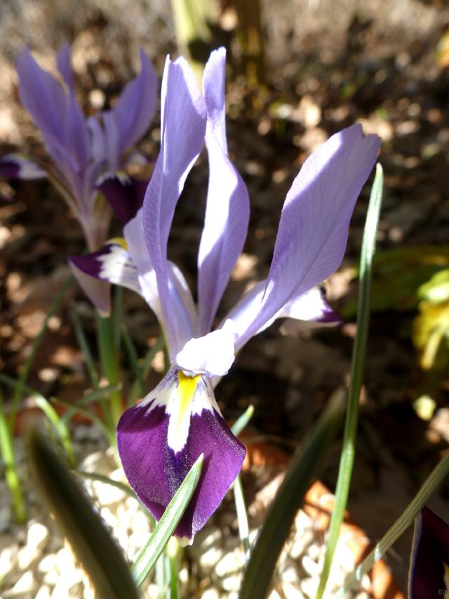 Iris kolpakowskianum