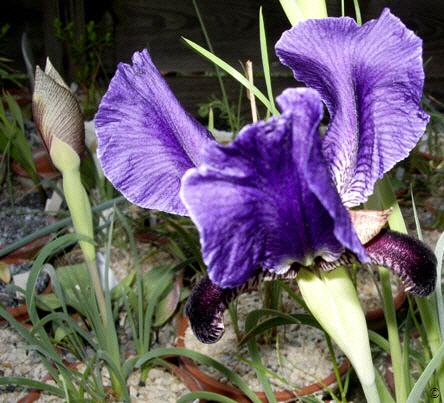 Iris paradoxa ssp. paradoxa