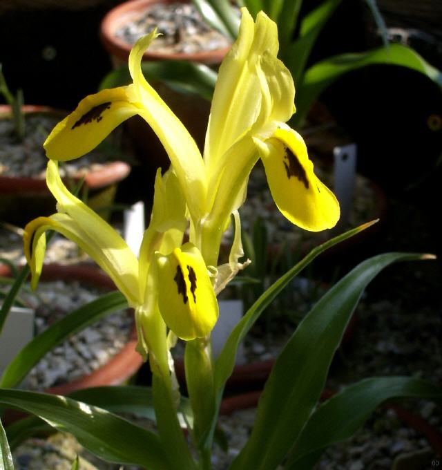 Iris species Afghanistan gelb