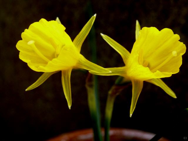 Narcissus bulbocodium v. nivalis