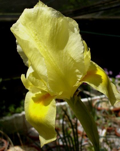 Iris urmiensis
