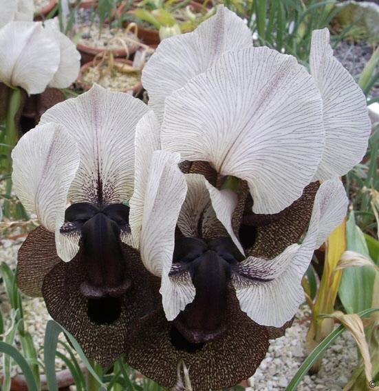 iris elegantissima